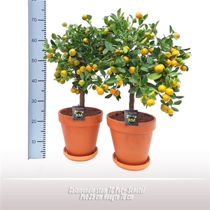 Calamondin stam TC Pot+ Schotel