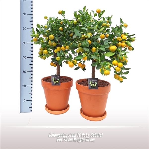 <h4>Calamondin stam TC Pot+ Schotel</h4>
