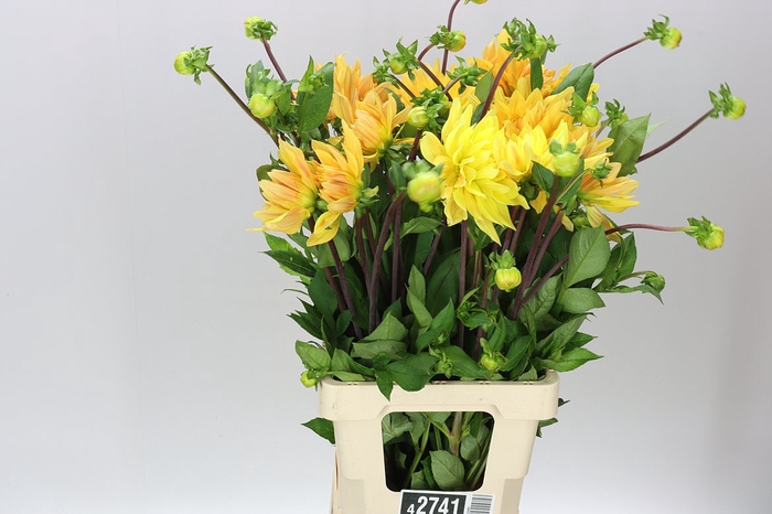 <h4>Dahlia Vulcan Gelber</h4>
