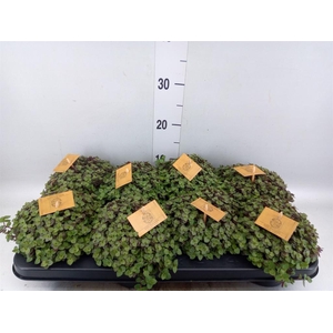 Callisia repens 'Turtle'