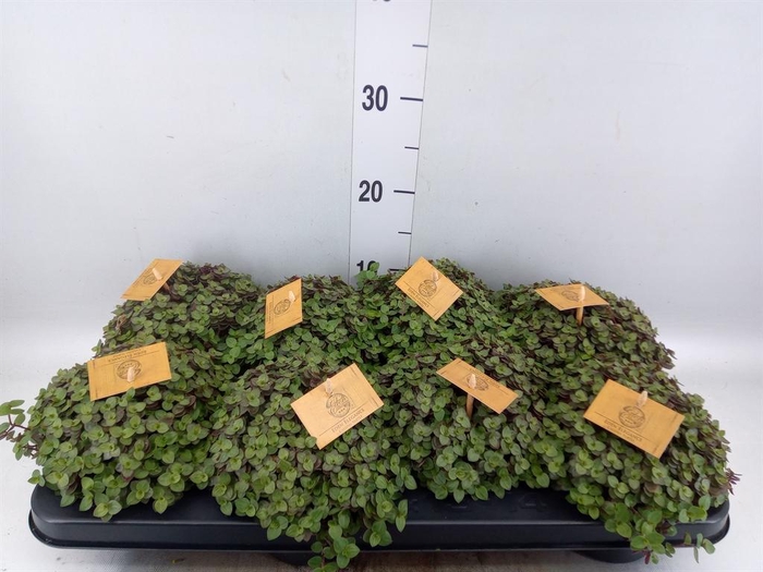 <h4>Callisia repens 'Turtle'</h4>