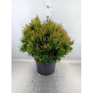 Pieris japonica 'Prelude'