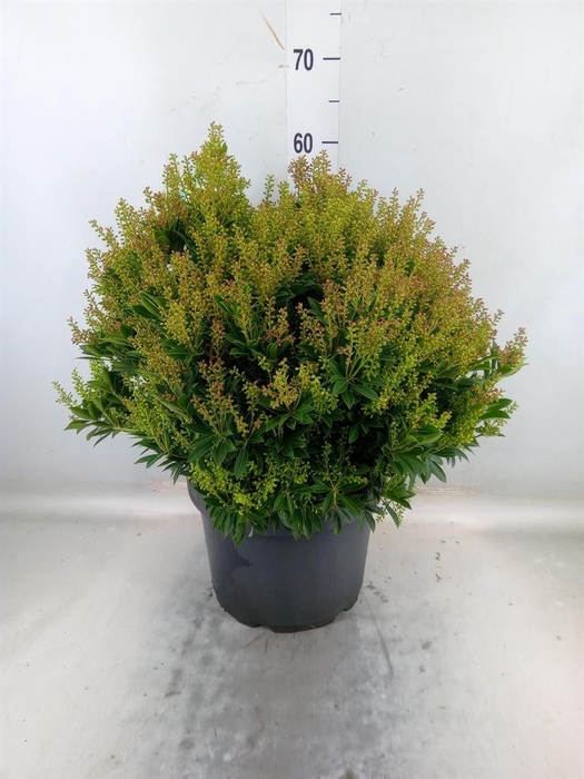 <h4>Pieris japonica 'Prelude'</h4>