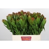 Leucadendron Goldstrike