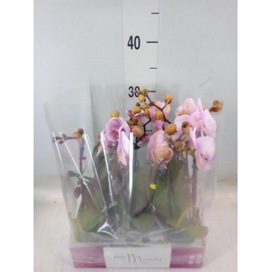 Phalaenopsis   ...rose