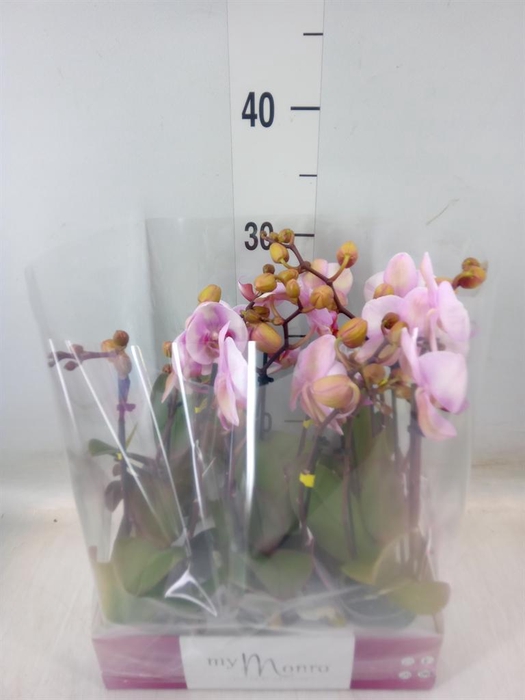 <h4>Phalaenopsis   ...rose</h4>