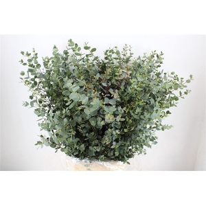 Euca Gunny 300gr P Bunch