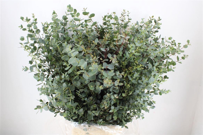 <h4>Euca Gunny 300gr P Bunch</h4>