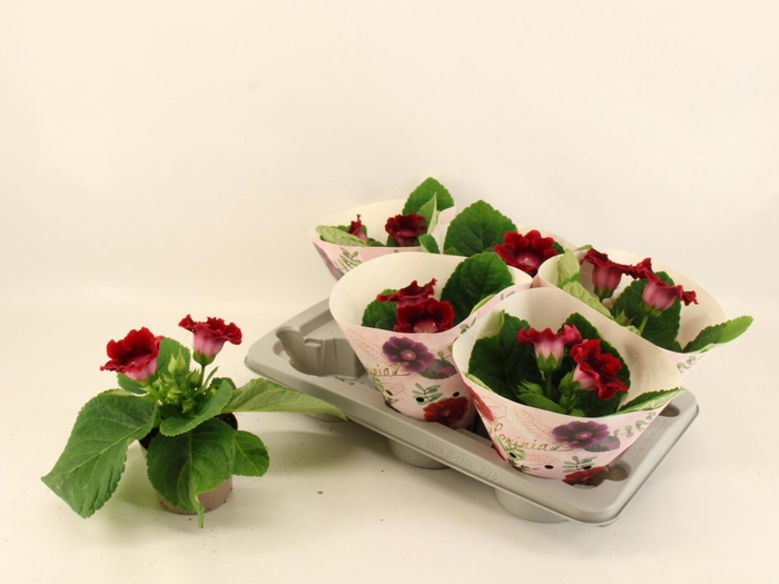 <h4>SINN AVANTI SCARLET</h4>