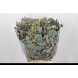 EUC POPULUS BERRY 300 GR FR
