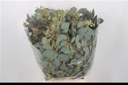EUC POPULUS BERRY 300 GR FR