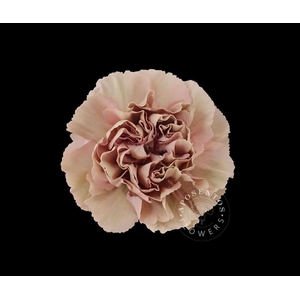 Dianthus st honey