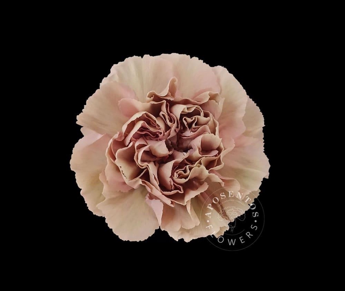 <h4>Dianthus st honey</h4>