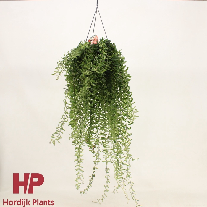 <h4>Aeschynanthus Twister</h4>
