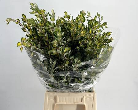 <h4>Pittosporum Ralphy Variegato</h4>