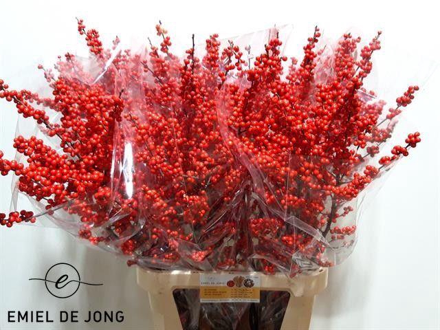 <h4>ILEX VE RODE BES</h4>