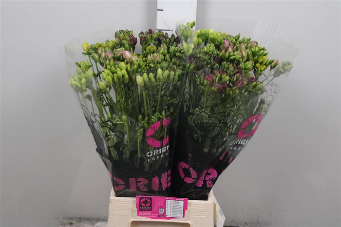 <h4>Fr Du Gemengd 21gr</h4>