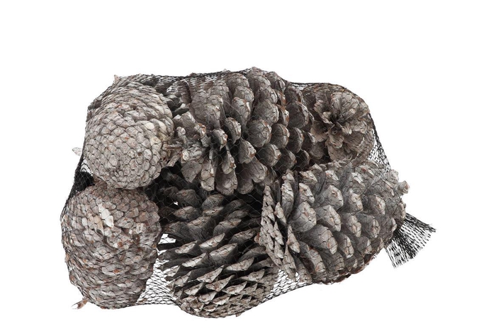 Nature Maritima`s Stone Washed White P/12