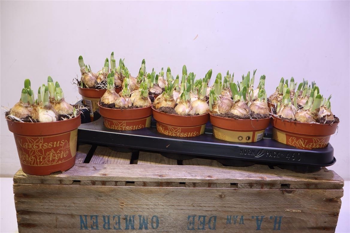 <h4>Narc O Tete A Tete</h4>