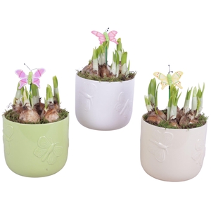 Bulbs Arr. Narcis Ceramic Pot Butterfly Relief Ø14cm