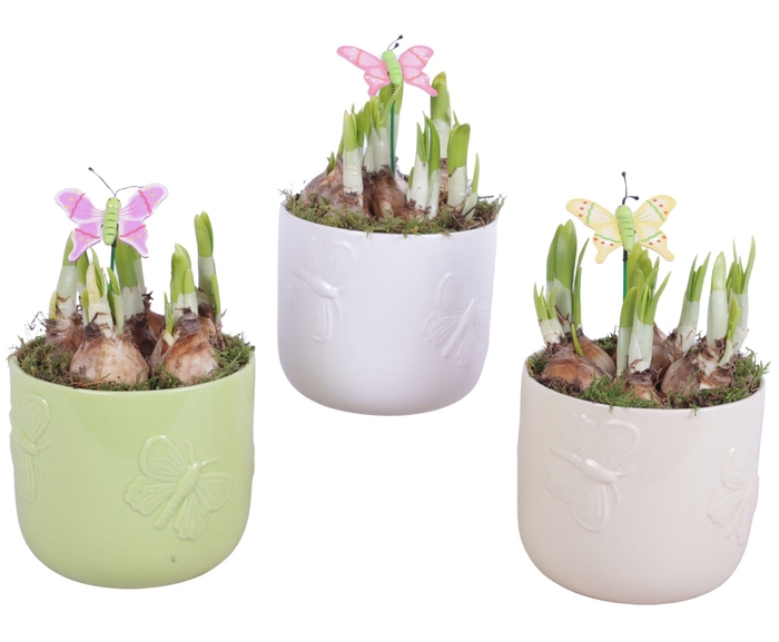 <h4>Bulbs Arr. Narcis Ceramic Pot Butterfly Relief Ø14cm</h4>