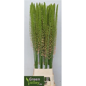 EREMURUS ROMANCE