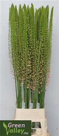 <h4>EREMURUS ROMANCE</h4>