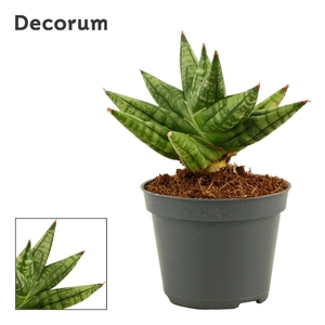 Sansevieria Rocky crown 6 cm (Decorum)