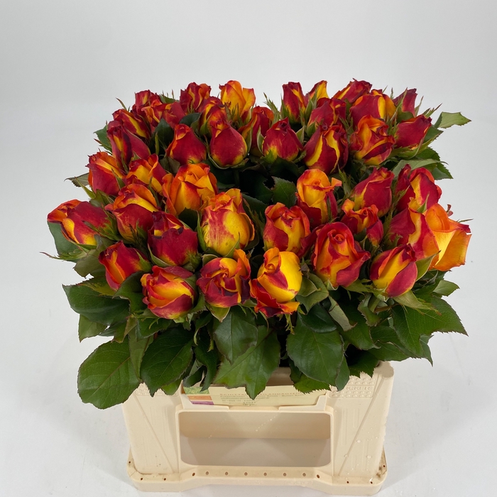 <h4>R GR MAGMA FREELAND</h4>