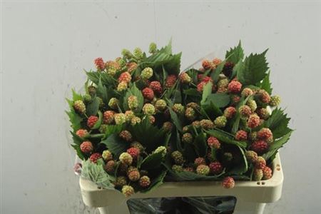 <h4>Rubus Fr Chester</h4>