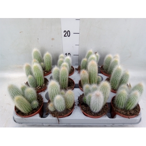 Cleistocactus strausii