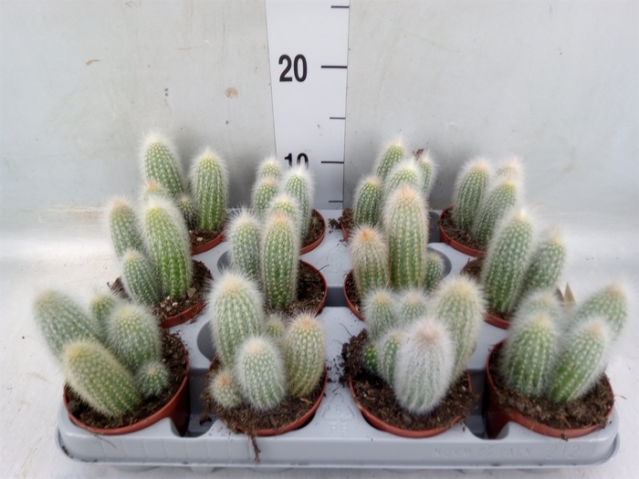 <h4>Cleistocactus strausii</h4>