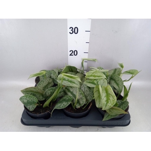 Scindapsus pictus 'Trebie'