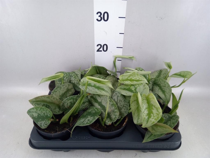 <h4>Scindapsus pictus 'Trebie'</h4>