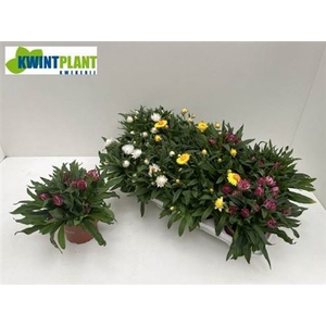 Bracteantha Dreamtime gemengd
