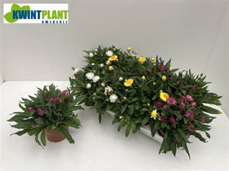 <h4>Bracteantha Dreamtime gemengd</h4>