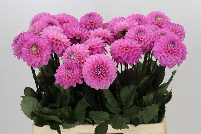 <h4>Dahlia Wizard of Oz</h4>