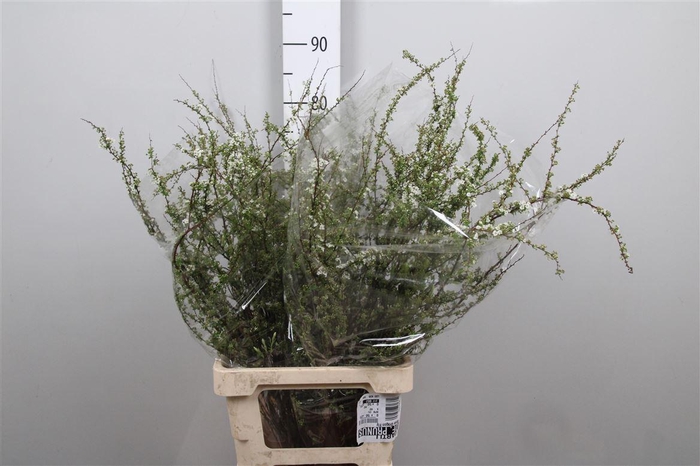 <h4>Spir C Grefsheim</h4>