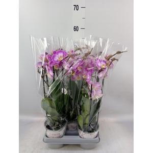 Phalaenopsis   ...rose