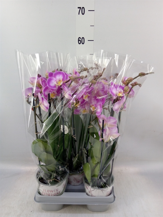 <h4>Phalaenopsis   ...rose</h4>