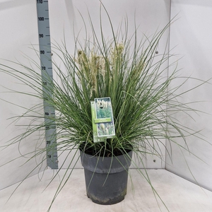 Cortaderia selloana Tiny Pampa