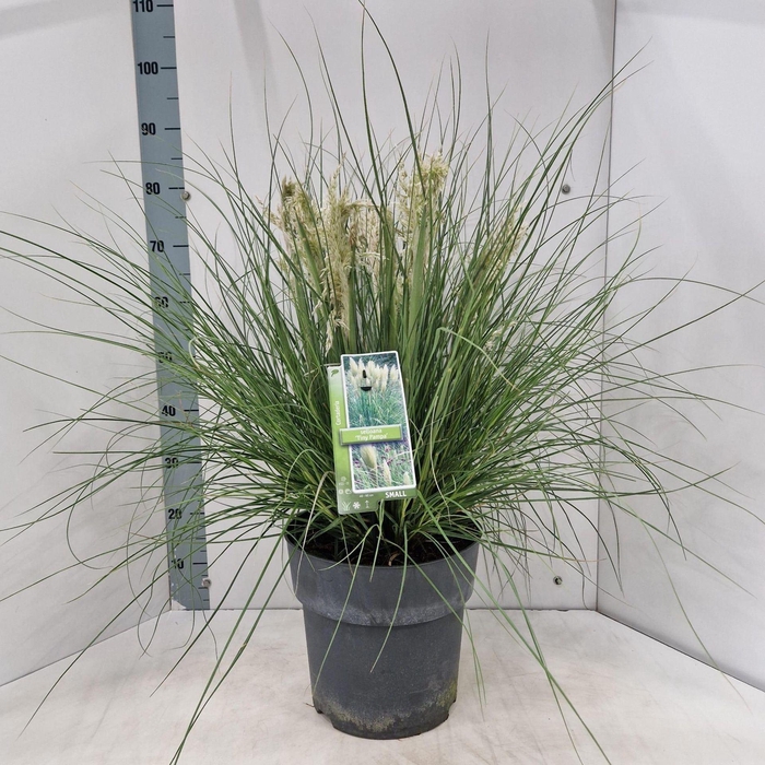 <h4>Cortaderia selloana Tiny Pampa</h4>