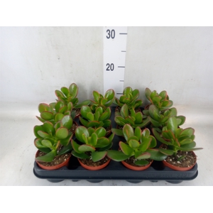 Crassula ovata 'Sunset'