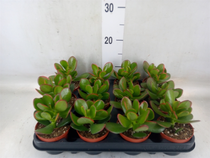 <h4>Crassula ovata 'Sunset'</h4>