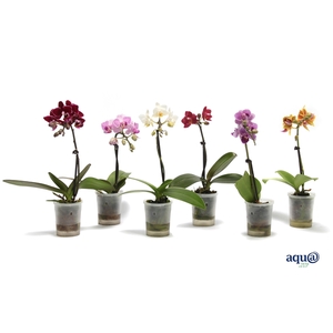 Phal Tiny Dolls Mix 1T7+ Aqu@