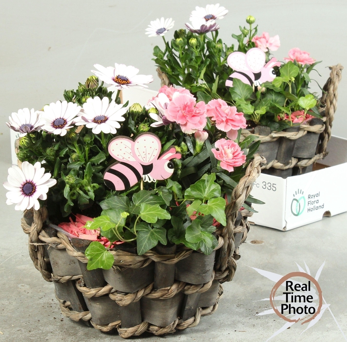 <h4>ARR TUINPLANTEN</h4>