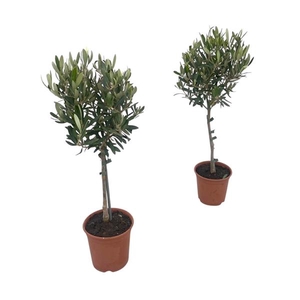 Olea europaea