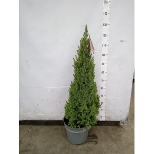 Picea glauca 'Perfecta'
