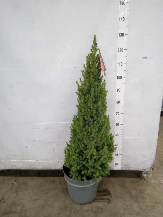 <h4>Picea glauca 'Perfecta'</h4>