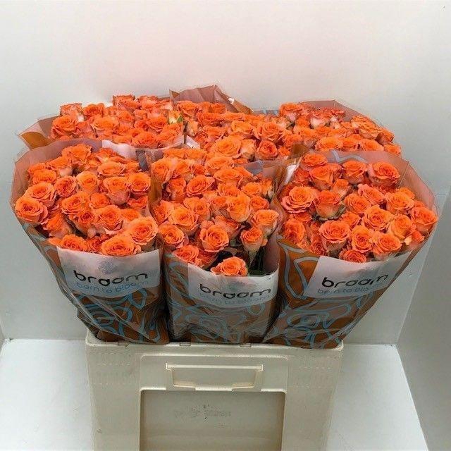 <h4>Rosa TR 'Ariya' BRAAM</h4>